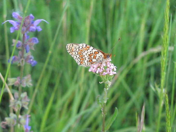 Melitaea phoebe?